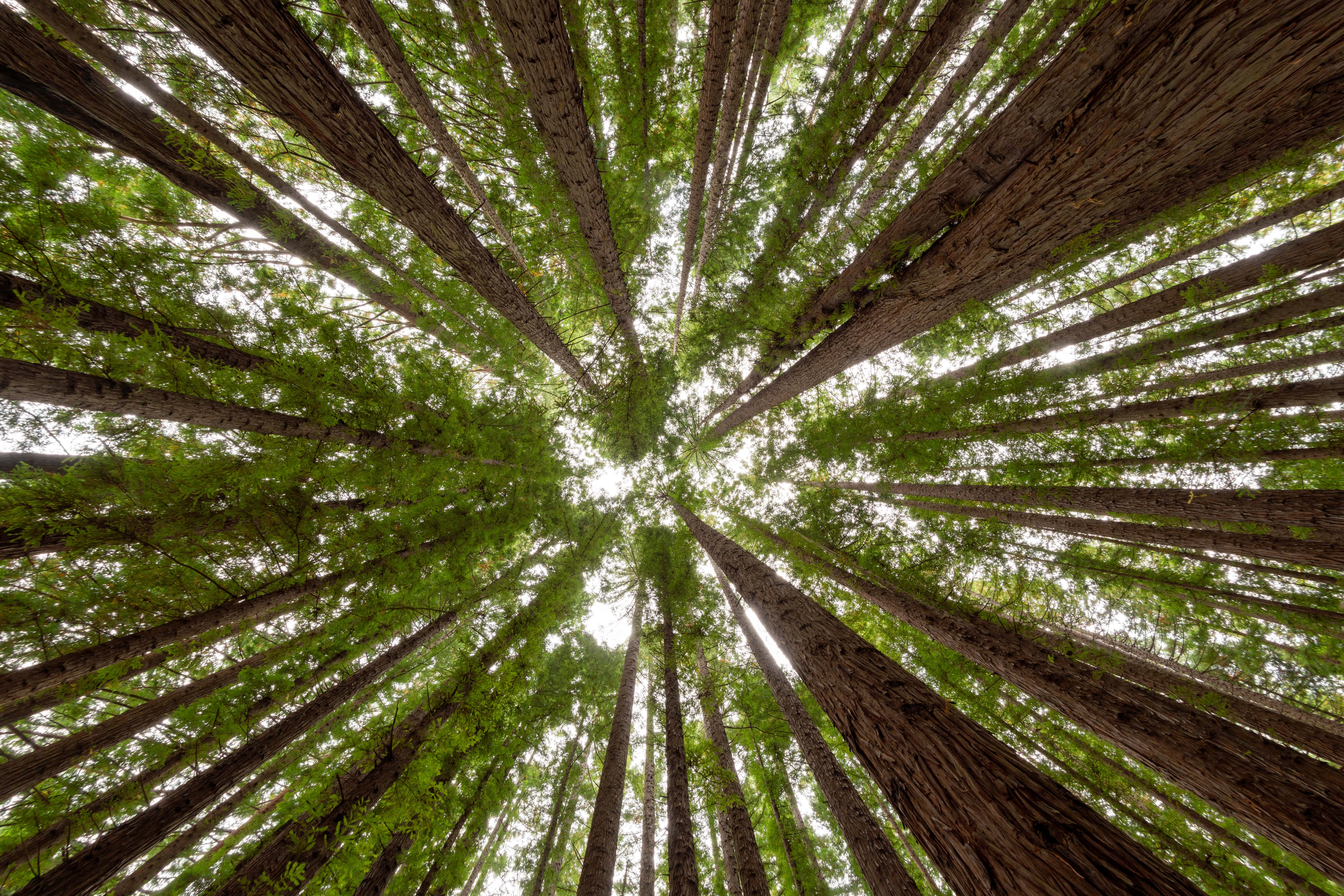 Eucalipto tratado: madeira renovável, ecológica e versáti